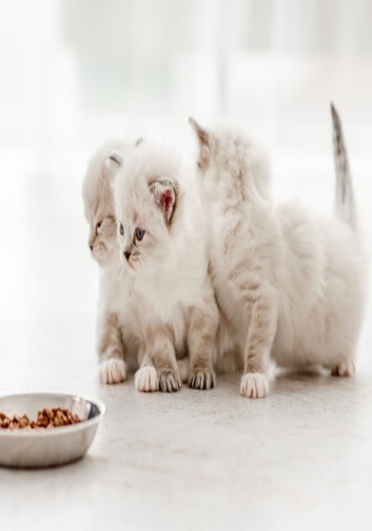 Yeni Yavru Kedi Sahiplenenler